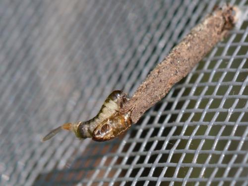 Taleporia tubulosa